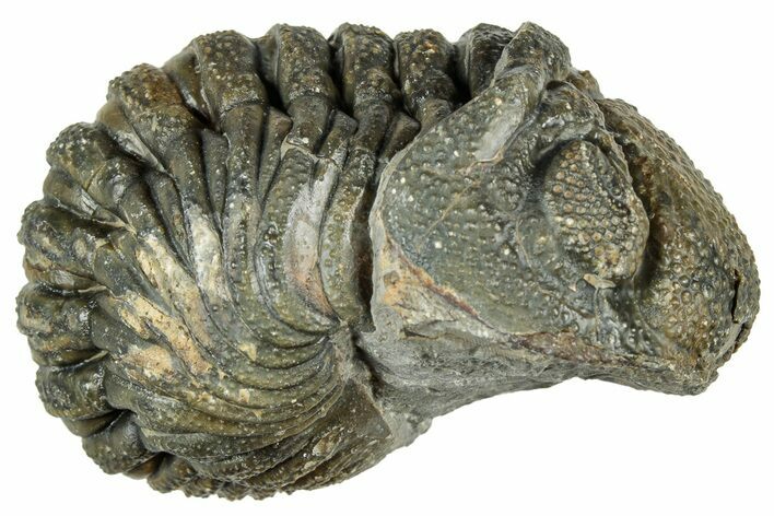 Long, Curled Morocops Trilobite - Morocco #323515